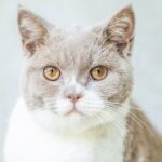 Gato se esfregando significado espiritual