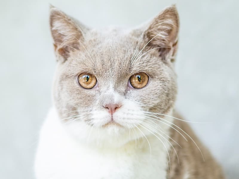 Gato se esfregando significado espiritual