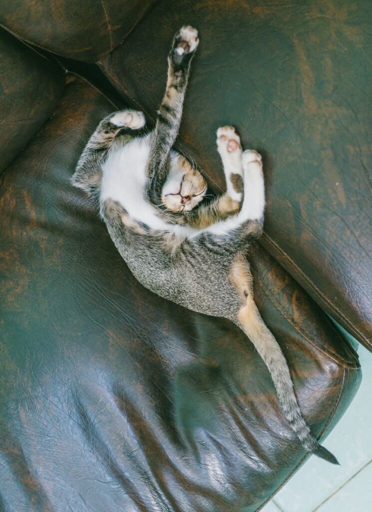 Significado espiritual do gato se esfregando