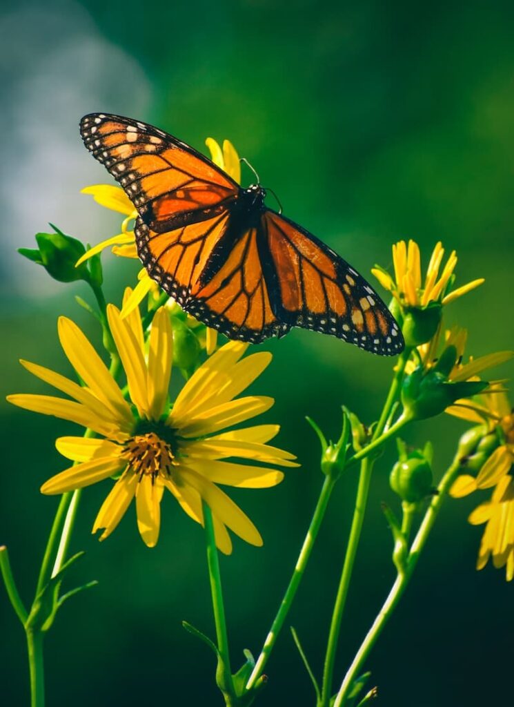 borboleta laranja pousada numa folha amarela
