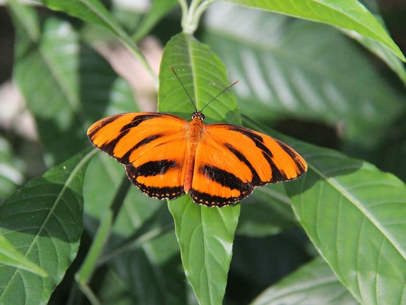 borboleta laranja pousada numa folha