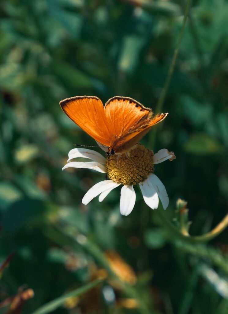 borboleta laranja. significado 