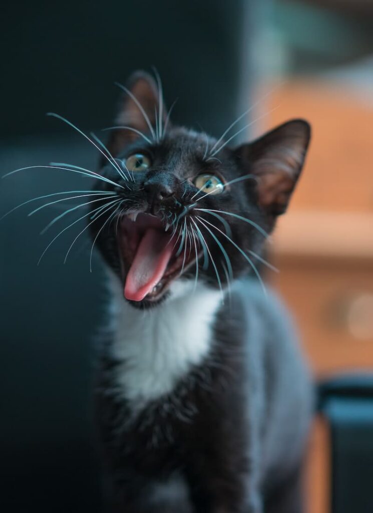 gato se esfregando significado