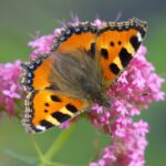 significado espiritual da borboleta laranja