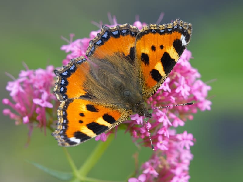 significado espiritual da borboleta laranja