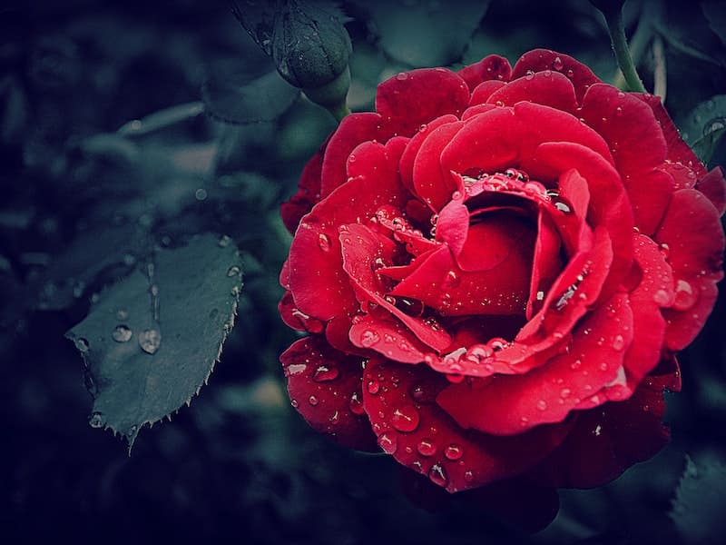 Rosa Vermelha e Seu Significado Espiritual (Respondido)
