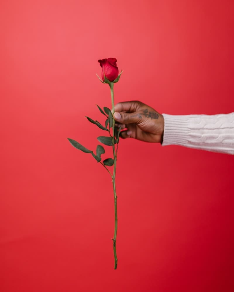 homem pegando numa rosa vermelha