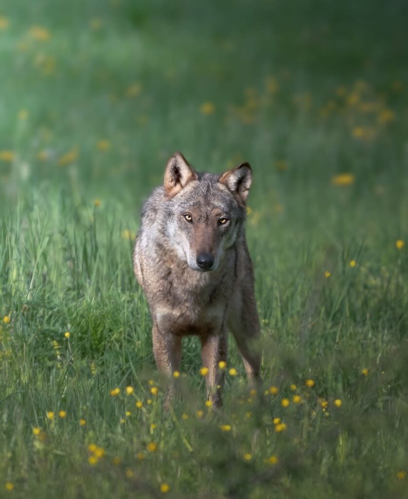 lobo caminhando no mato