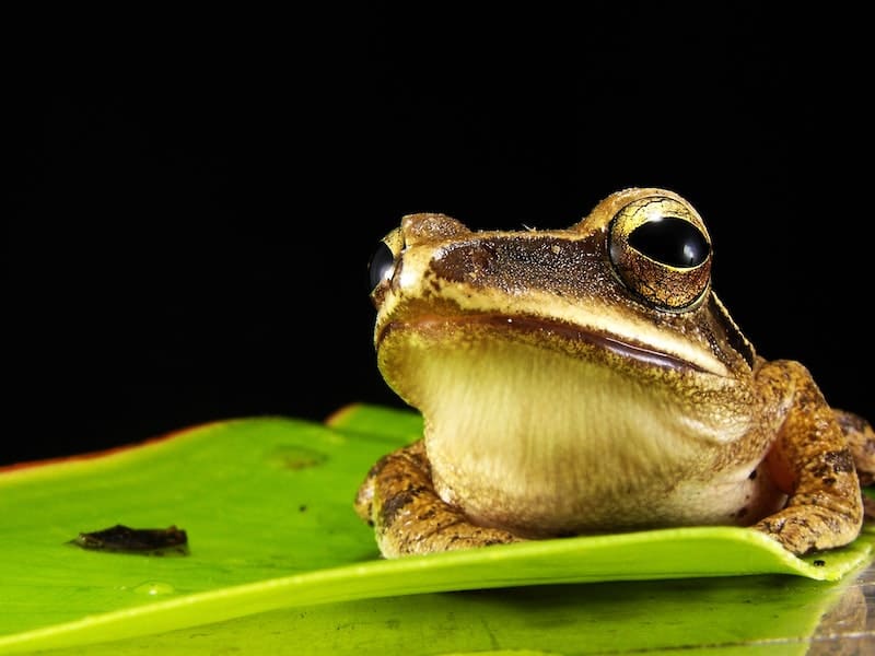 o que significa quando um sapo entra dentro de cas
