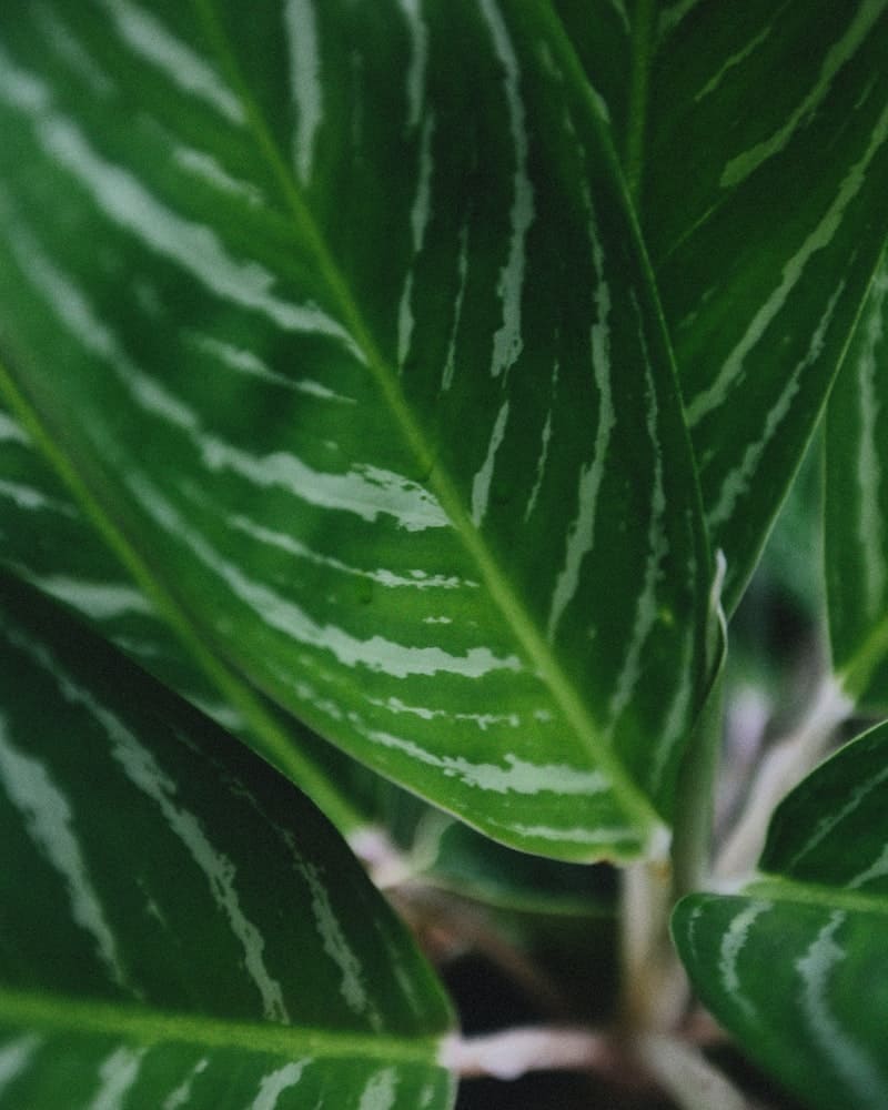 planta comigo ninguem pode contra inveja