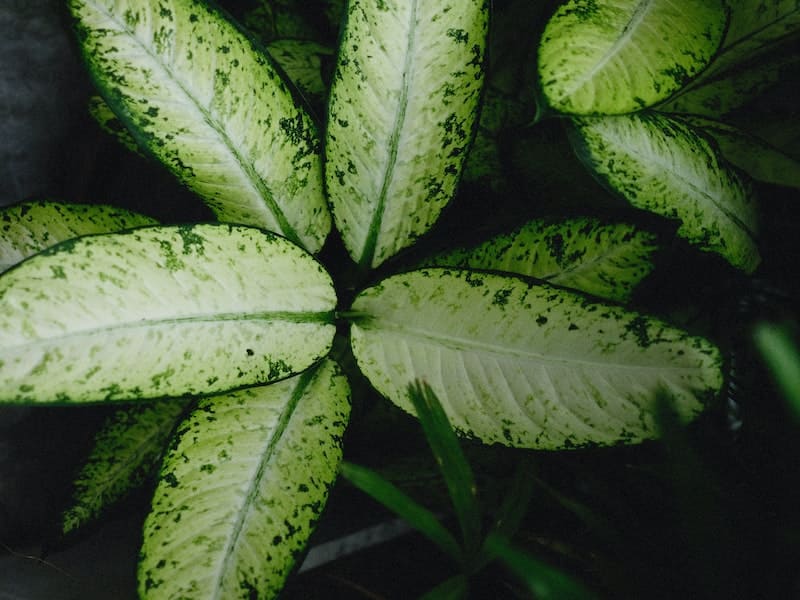 planta comigo ninguem pode significado