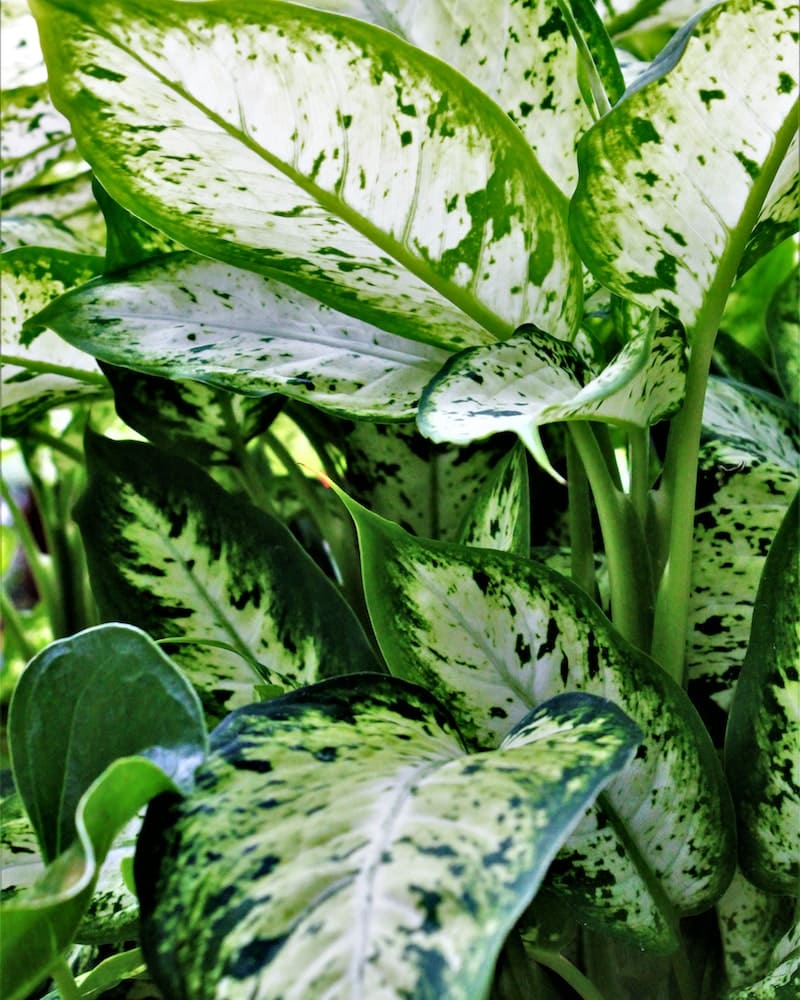 planta comigo ninguém pode