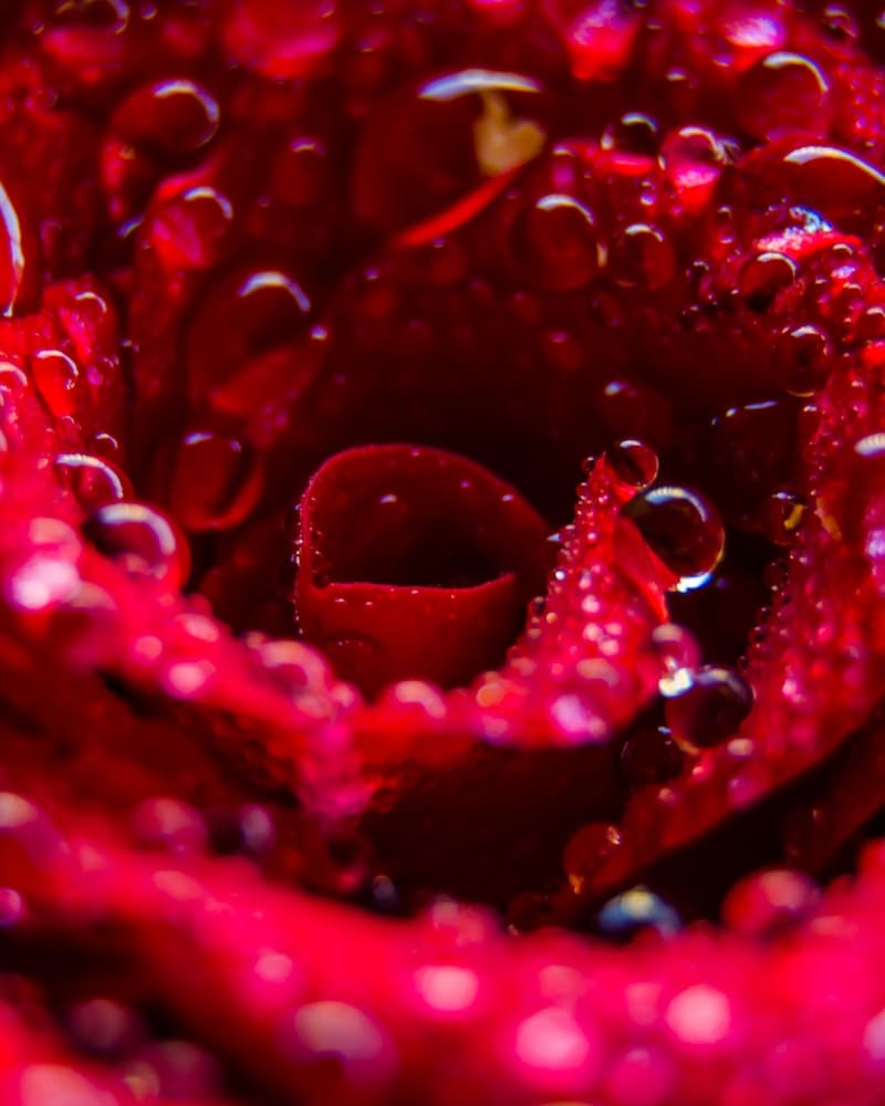 rosa vermelha significado