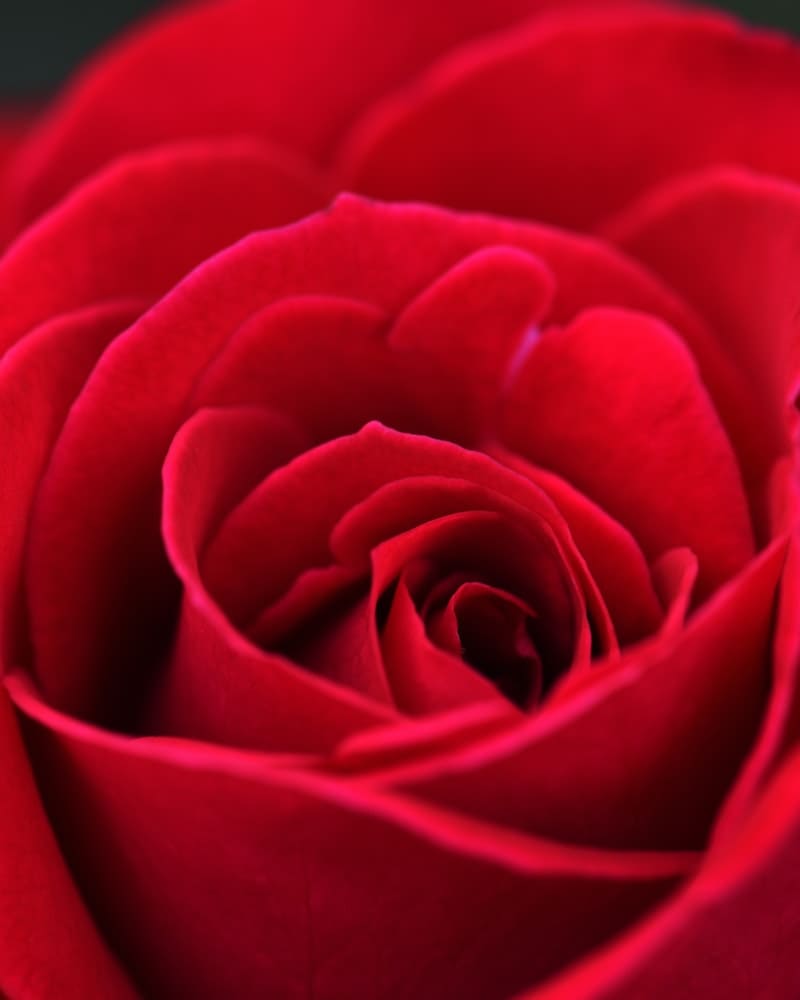 significado espiritual da rosa vermelha