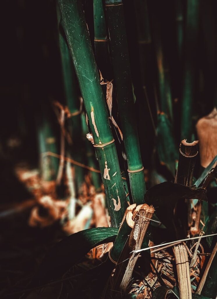 bambu da sorte na espiritualidade