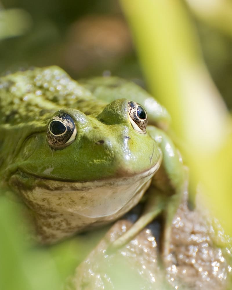 sapo verde