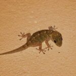 Lagartixa em Sua Casa: Significados Espirituais e Mensagens