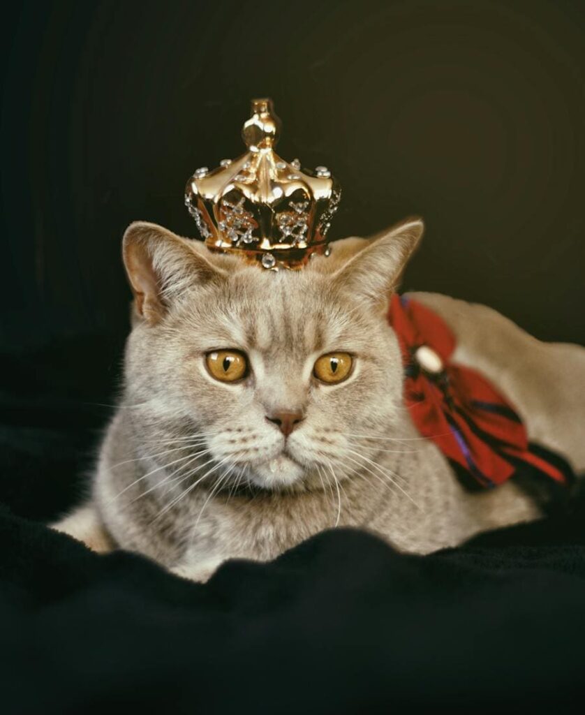 Gato com coroa